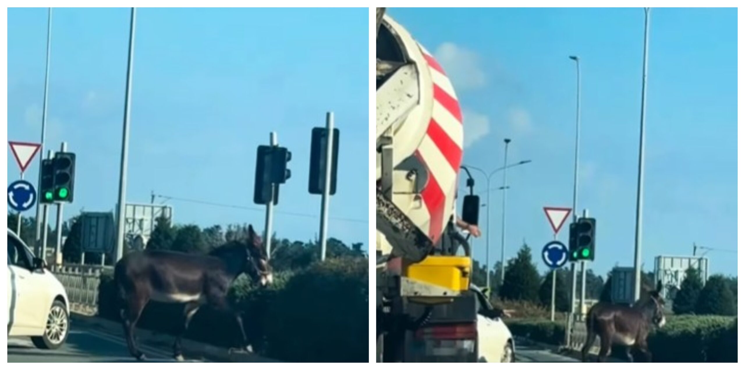 Surprise for Drivers: Donkey Found Crossing Main Road (Video)