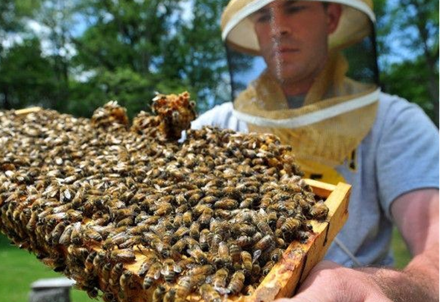 Έμαθα πολλά για τον μελισσοκόμο!