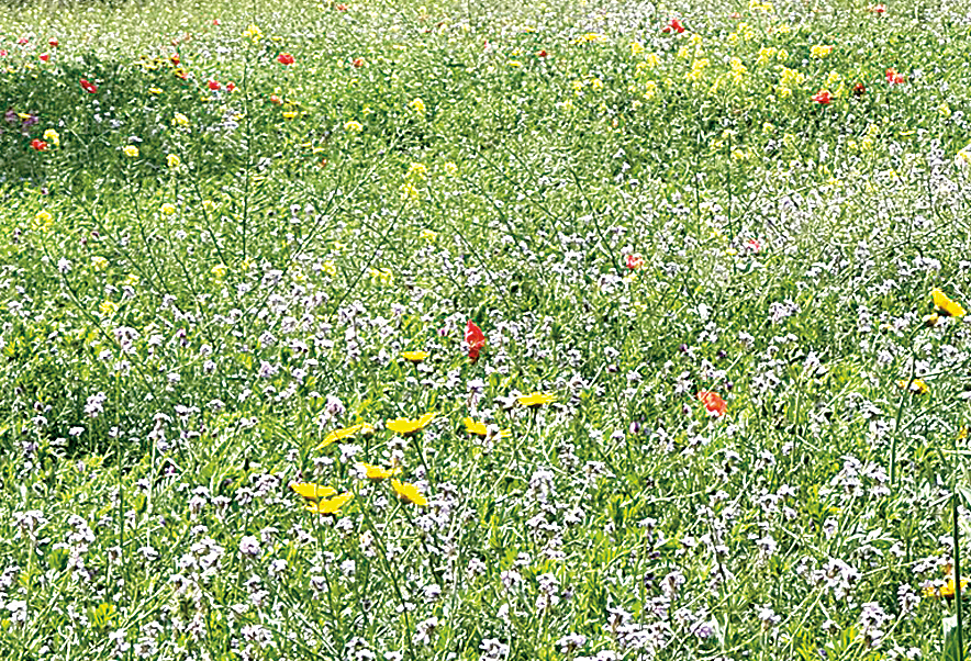 Πασχαλιές μέσα από τη νεκρή γη