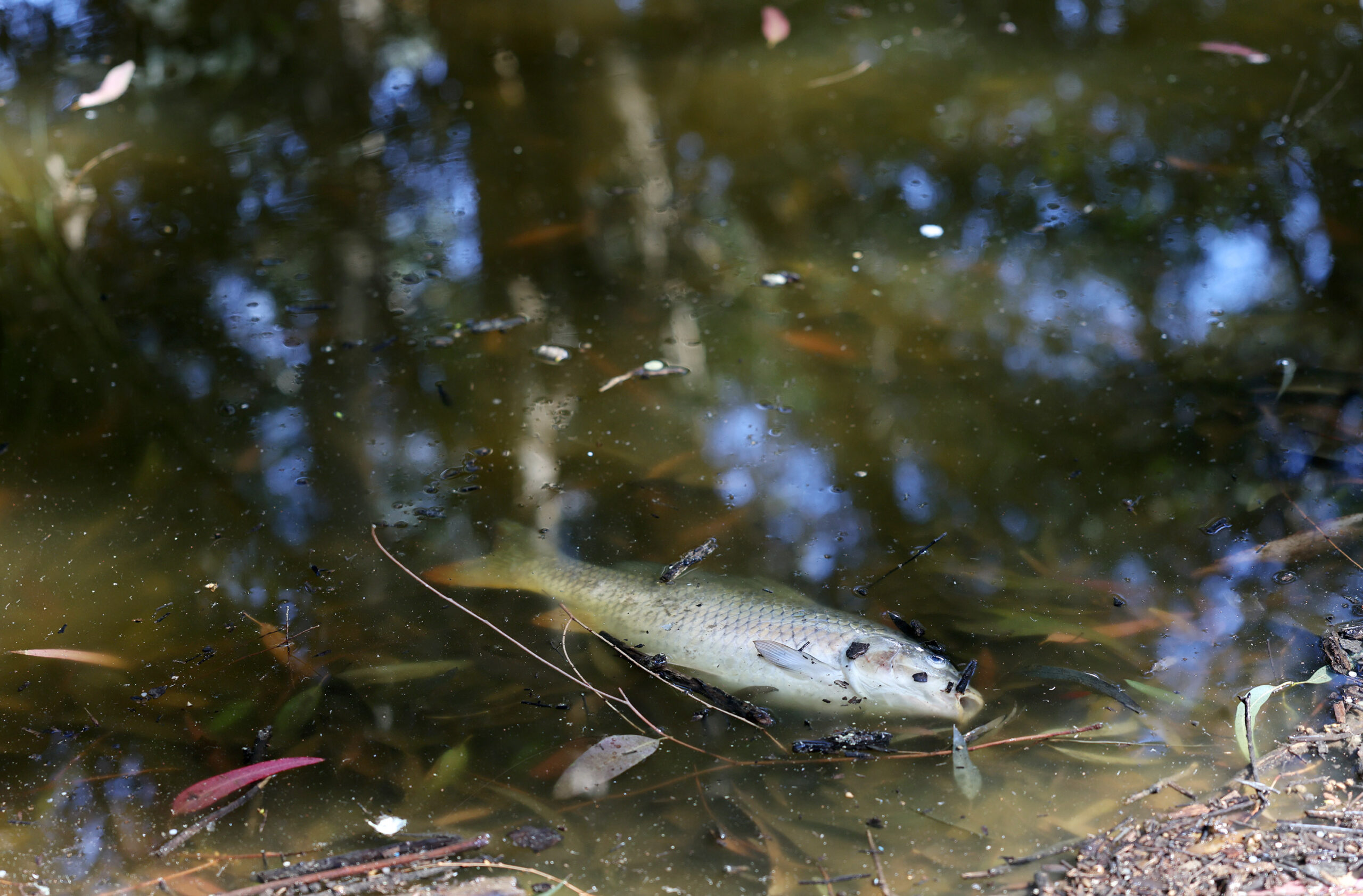 Dead Fish in Athlassa Lake – Ministry of Agriculture Issues Instructions for Immediate Investigation – What Initial Estimates Show