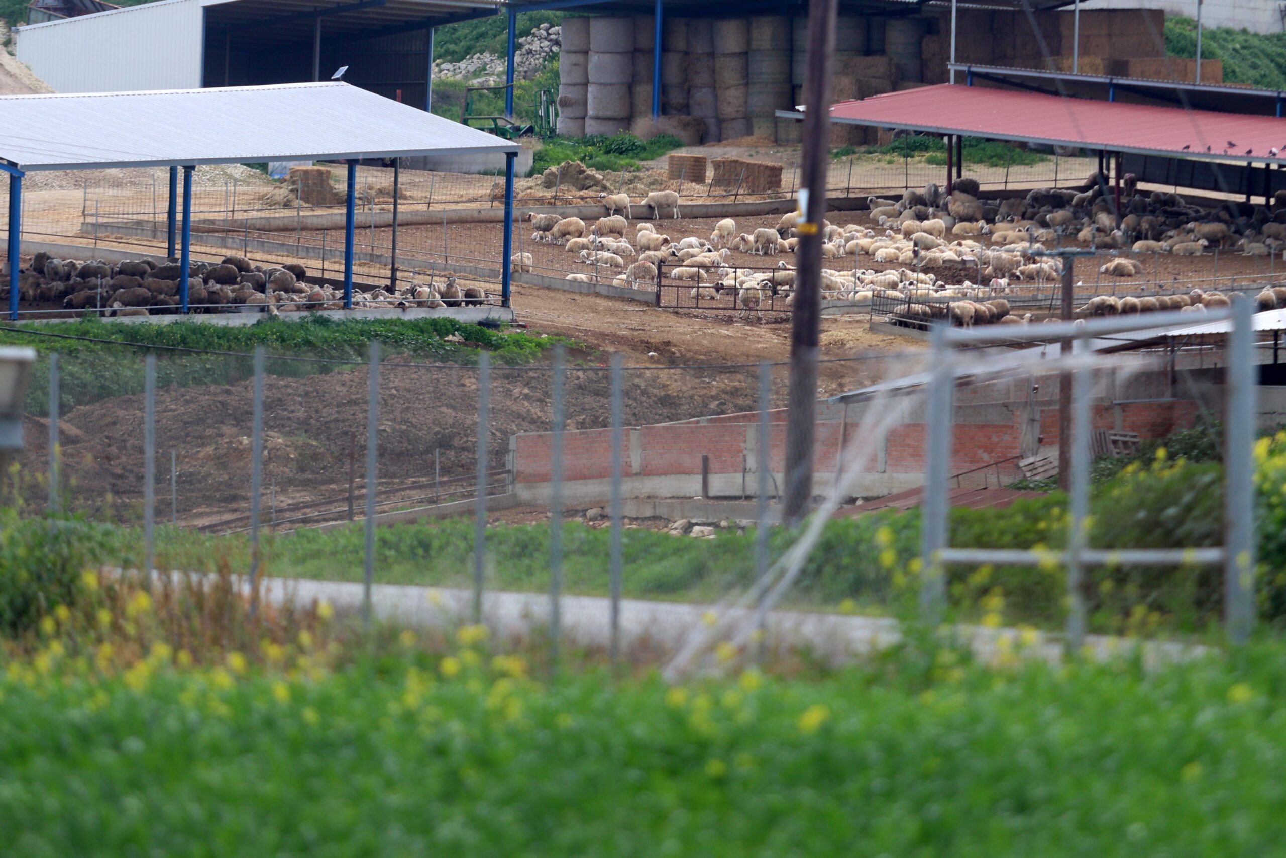 Κτηνιατρικός σύλλογος για αφθώδη πυρετό: Απογοήτευση για τον τρόπο που παρουσιάζεται το έργο τους στα ΜΚΔ – Οι κτηνίατροι είναι απλοί εκτελεστές διαδικασιών