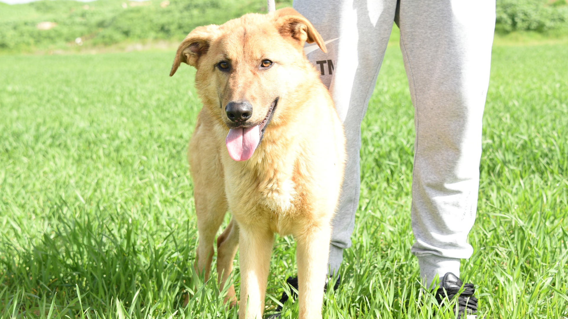 Προς υιοθεσία: Ψάχνω ένα σπίτι!