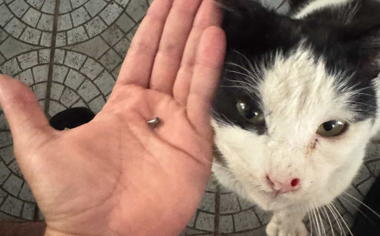 Σοκαριστικό περιστατικό κακοποίησης γάτου στην Αχέλεια – Βρέθηκε σοβαρά τραυματισμένος από σφαιρίδιο πυροβόλου όπλου (εικόνες)