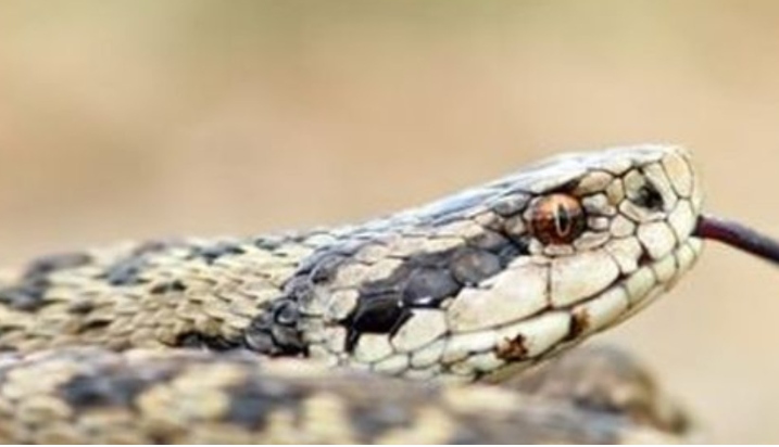 Στο νοσοκομείο 85χρονος μετά από δάγκωμα οχιάς – Η κατάσταση της υγείας του