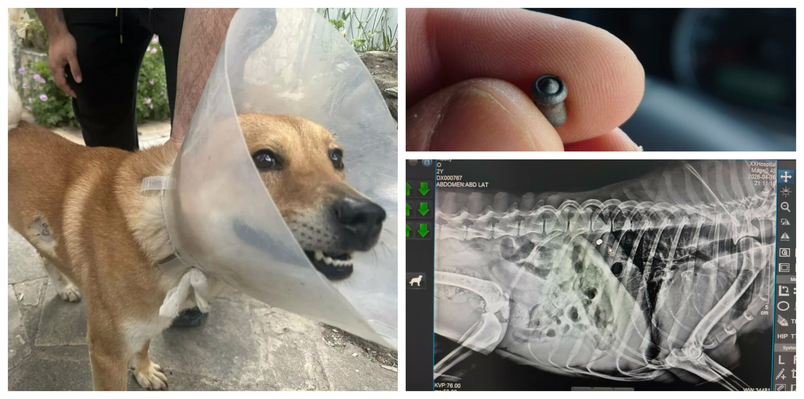 Πυροβολισμοί σκύλων: Διερευνώνται δύο περιστατικά από την Αστυνομία – Τι έχει προκύψει μέχρι τώρα