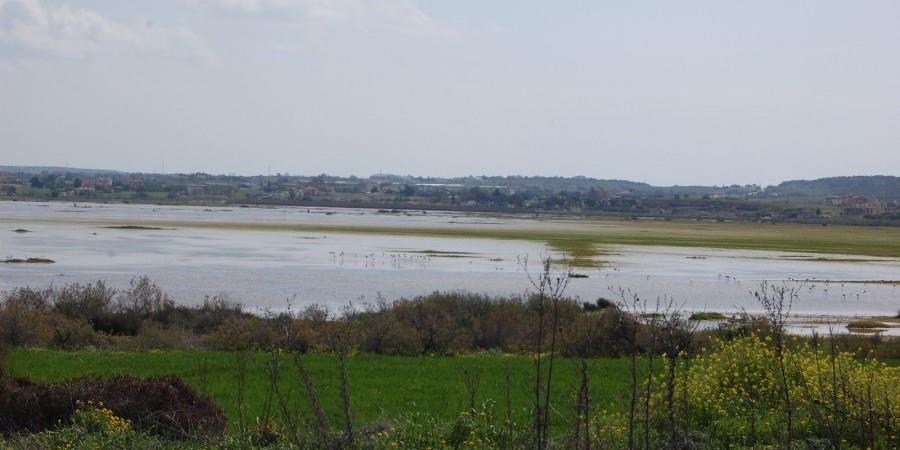 Καταγγέλλει την αποστράγγιση της Λίμνης Παραλιμνίου το BirdLife Cyprus με τη σύμφωνη γνώμη κρατικών υπηρεσιών (εικόνες)