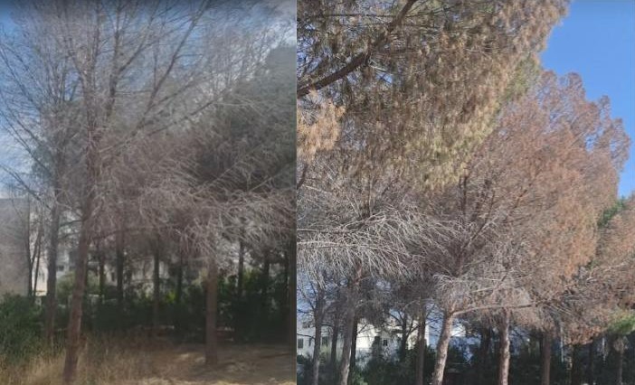 Πάρκο Ακαδημίας: Το Πράσινο Κόμμα καταγγέλλει επικίνδυνα ξερά πεύκα και ζητά άμεση δράση – «Η φύση προειδοποιεί εδώ και χρόνια, η αδράνεια όμως συνεχίζεται»